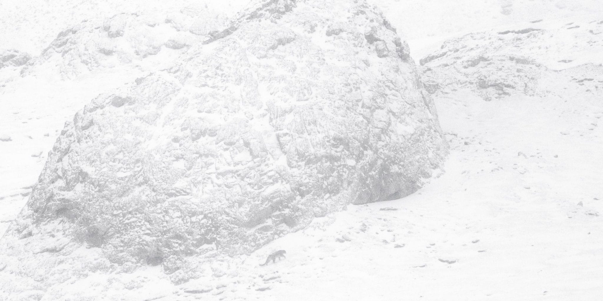 La Panthère des neiges de Marie Amiguet et Vincent Munier image documentaire