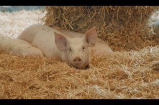 sur la paille d'éric guéret image documentaire agriculture élevage porcs