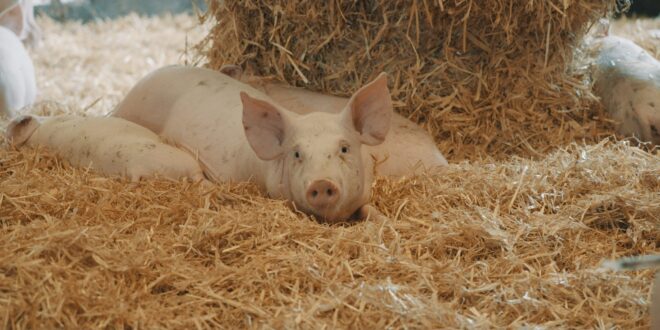 sur la paille d'éric guéret image documentaire agriculture élevage porcs