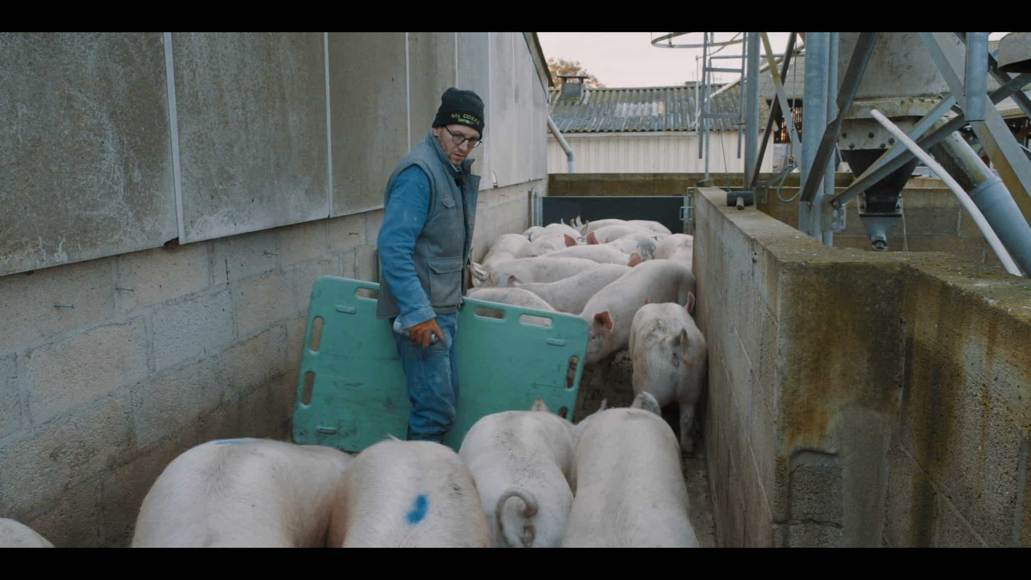sur la paille d'éric guéret image documentaire agriculture élevage porcs